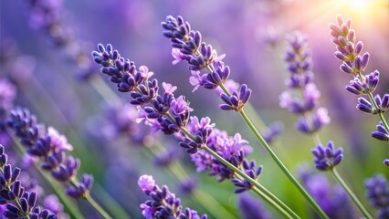 Naklejka premium Close up of lavender flowers in a field with warm sunlight shining
