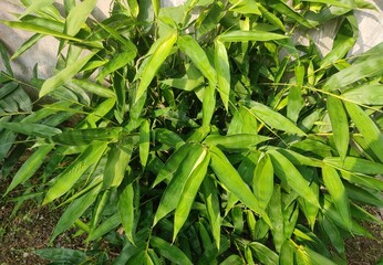 Ginger (Zingiber officinale) is a flowering plant whose rhizome, ginger root or ginger, is widely used as a spice and a folk medicine. It is a herbaceous perennial which grows annual pseudostems.