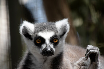 this is a close up of a ring tailed lemur