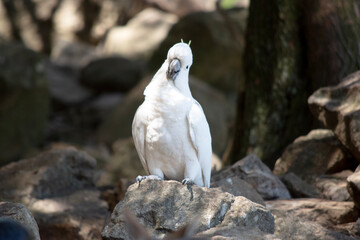 the sulphur crested cockatoo is perched on a rock