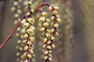 Japanese pearl tail flowers, flowers of stachyurus praecox, beautiful hanging flowers of a tree, flowering trees in March