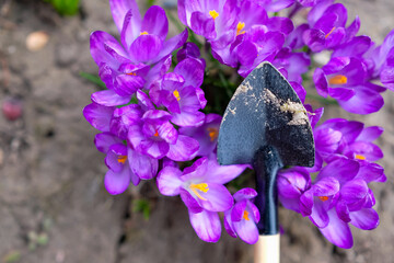 Vibrant purple crocus flowers, and garden trowel or shover. Garden work concept. Top view. Copy...