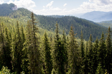 forest in the mountains