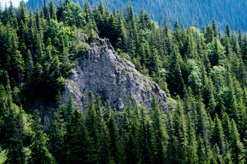forest in the mountains