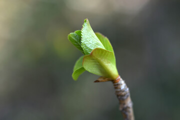 アジサイの新芽　発芽