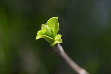 アジサイの新芽　発芽
