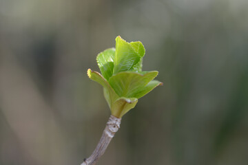 アジサイの新芽　発芽