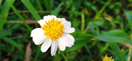a white and yellow flower