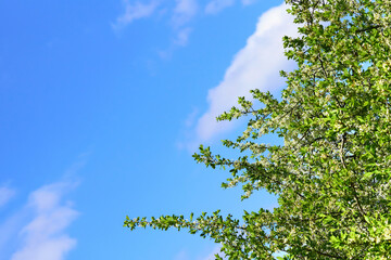 Fototapeta premium Blue sky,Spring green white nice warm flowering tree