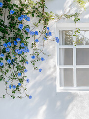 Blue Flowers Climbing Wall Near Bright White House Window
