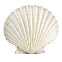 Beach Shell Discovery, Nature Lovers, Coastal Shoreline, Photography, Warm Environment, Close-Up View, Marine Life