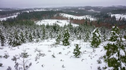 Naklejka premium Snow-covered landscape with evergreen trees and rolling hills under cloudy sky