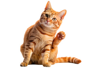 A Beautiful Domestic Orange Striped cat scratch on a transparent background