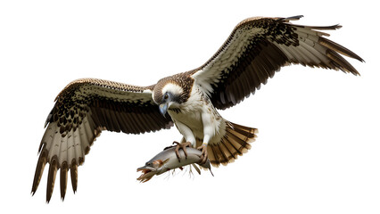 Osprey isolated on transparent background.