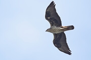 Bonelli's Eagle (Hieraaetus fasciatus), Greece