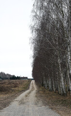 Birch Alley, dark walking path surrounded by birch trees. sad picture, copy space