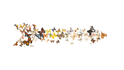 Vibrant Butterfly Arrow isolated on transparent background.