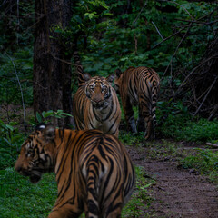 Family of tiger in the wild woods