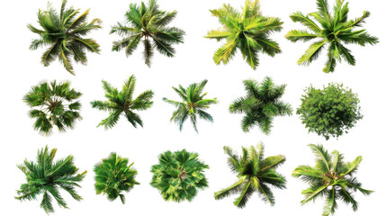 aerial view of twelve lush green palm trees isolated on white background