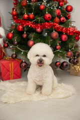 White curly-haired bison photographed in New Year's decorations .
