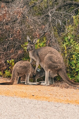 kangourou australie