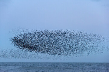 Amazing image of starling murmuration in flight during pastel colour Winter sunset evening