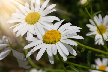 A close-up of beautiful Shasta daisies (Leucanthemum superbum) in full bloom, with bright white petals and golden-yellow centers, basking in the sunlight against a lush green background