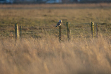 Kestrel perched on a fence post looking for prey. County Durham, England, UK.
