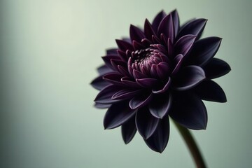 Single black dahlia bloom, striking dark petals , lily, rose