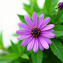 Obraz premium Intense purple wildflower, lush green leaves, crisp white backdrop , botanical, high-resolution, natural