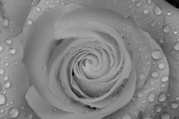 A black and white photograph of a blooming rose surrounded by rosebuds, set against a rustic wooden...