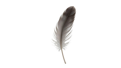 Elegant Bird Feather Close-Up isolated on transparent background.