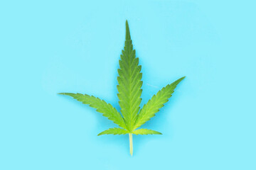 Cannabis plant, Fresh green leaves of marijuana on blue background