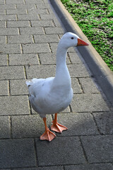 Gans in der Stadt