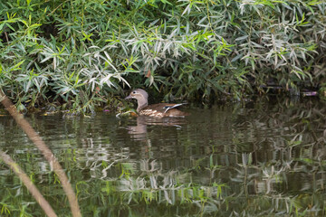 Female Mandarin Duck foraging in the River Wear, County Durham, England, UK.