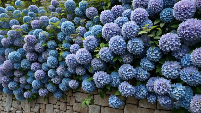 Lush Hydrangeas Displaying Shades Of Blue And Purple Against Textured Stone Wall In Garden