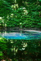 Obraz premium 白神山地、十二湖の青池。深浦、青森、日本。6月上旬。