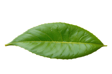 Obraz premium Fresh Green Leaf Isolated on White Background for Nature Theme