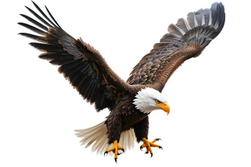 Fototapeta premium Majestic Eagle Spreading Wings in a Dynamic Flight Pose