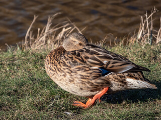 Female mallard or wild duck (Anas platyrhynchos) standing with closed eyes in the grass