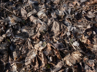 Close-up of fallen, dry leaves on the ground in early spring