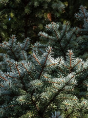 Close-up of a spruce tree branches with green and blue needles in bright sunlight