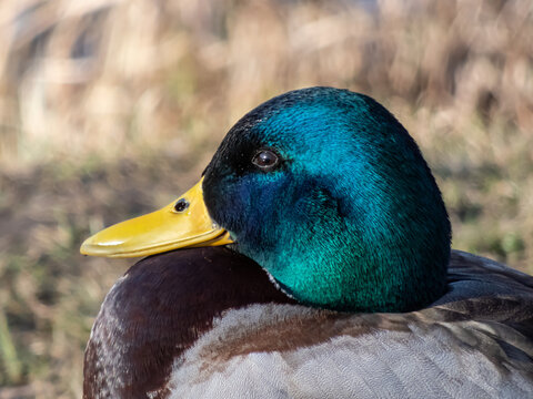 Adult, breeding male mallard or wild duck (Anas platyrhynchos) with a glossy bottle-green head