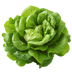 Obraz premium Fresh Green Butterhead Lettuce Organic Produce Healthy Food Salad Ingredient