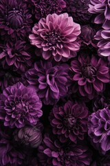 Obraz premium Purple Chrysanthemums