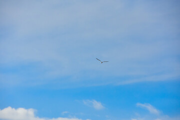 海辺の風景　雲の上を飛ぶカモメ