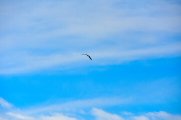 海辺の風景　雲の上を飛ぶカモメ