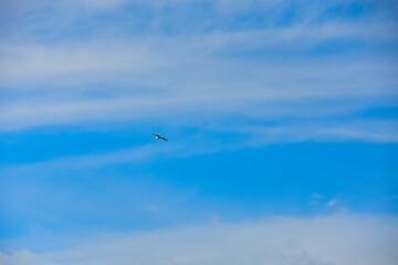 海辺の風景　雲の上を飛ぶカモメ