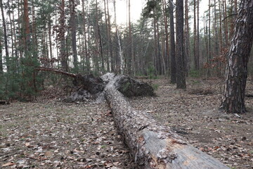 tree trunks in forest