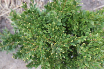 green moss background